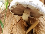 Hemipholiota populnea image