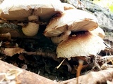 Hemipholiota populnea image