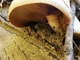 Hemipholiota populnea image