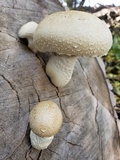 Hemipholiota populnea image