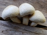 Hemipholiota populnea image