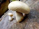Hemipholiota populnea image
