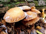 Hemipholiota populnea image