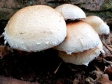 Hemipholiota populnea image
