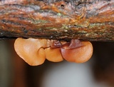 Auricularia angiospermarum image