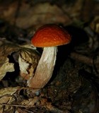 Boletus longicurvipes image