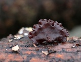 Exidia recisa image