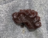 Exidia recisa image
