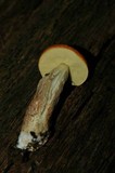 Boletus longicurvipes image