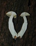 Boletus longicurvipes image