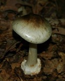 Amanita brunnescens image