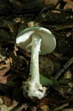 Amanita brunnescens image