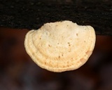 Daedalea quercina image
