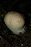 Calvatia cyathiformis image