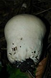 Calvatia cyathiformis image