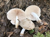 Pluteus petasatus image