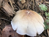 Pluteus petasatus image