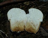Calvatia cyathiformis image