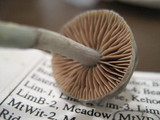 Stropharia pseudocyanea image