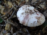 Amanita cruentilemurum image