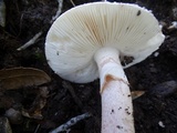 Amanita cruentilemurum image