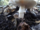 Amanita cruentilemurum image