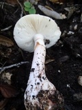 Amanita cruentilemurum image