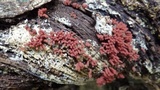 Arcyria denudata image