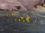 Dacrymyces capitatus image