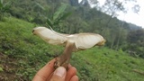 Megacollybia rodmanii image