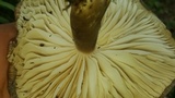 Megacollybia rodmanii image