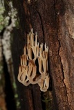 Artomyces colensoi image