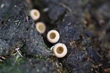 Ascobolus scatigenus image