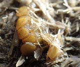 Ascobolus stercorarius image