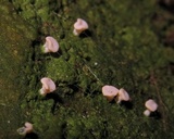 Dibaeis absoluta image