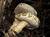 Austroboletus subvirens image
