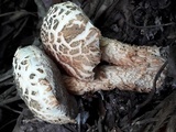 Austroboletus subvirens image