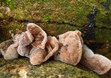 Auricularia polytricha image