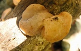 Auricularia delicata image