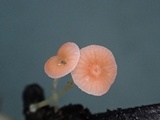 Atheniella adonis image