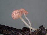 Atheniella adonis image