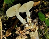 Asterophora lycoperdoides image