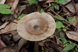 Amanita sect. Vaginatae image