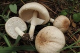 Agaricus subrufescens image