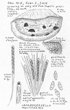 Jackrogersella multiformis image