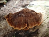 Cyclomyces fuscus image