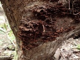 Cyclomyces fuscus image