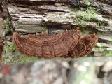 Cyclomyces fuscus image