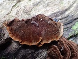 Cyclomyces fuscus image