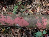 Hymenochaete cruenta image